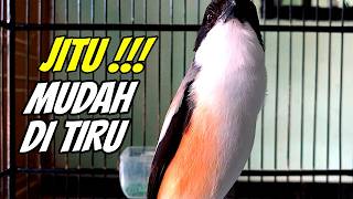 Terapi Cendet Stres Dan Macet Bunyi Ampuh Bikin Gacor Ngetrok Kembali