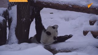 モスクワ動物園に暮らすパンダ のディンディン、初雪を喜ぶ！