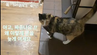 엄마가 문 늦게 열어 줬다고 잔소리하는 고양이 |A cat nagging about opening the door late