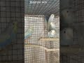 #banerjee #home #song #green #bird #love #youtube #Banerjee pets