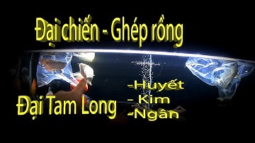 Ghép Rồng - Đại chiến đẫm máu của ĐẠI TAM LONG Huyết long, Kim long, Ngân long