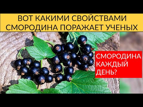 ВОТ ЧЕМ ПОЛЕЗНА СМОРОДИНА ДЛЯ ЗДОРОВЬЯ