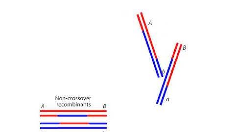 Homologous Recombination