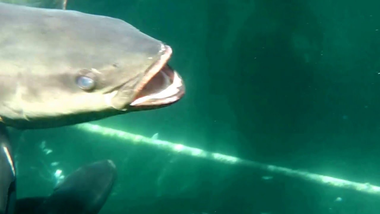 巨大スギの養殖水中撮影 １ｍサイズ Youtube