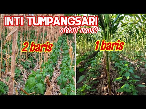 Video: Tanaman Untuk Tumbuh Dengan Jagung: Apa Tanaman Pendamping yang Baik Untuk Jagung?