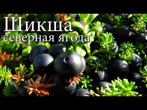 Video: Shiksha (bylina) - Priaznivé Vlastnosti A Použitie Shiksha, Shiksha Bobúľ. Sibírsky šiška, čierna