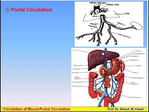 12 Blood Circulations 3 Portal Circulation Anatomy Intro Dr Ahmed Kamal