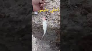 احلي سمك دنيس