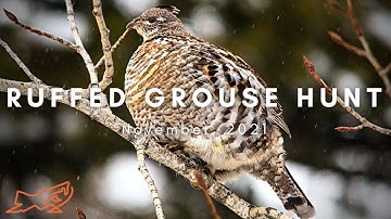 Late Season Grouse Hunting - North Maine Woods