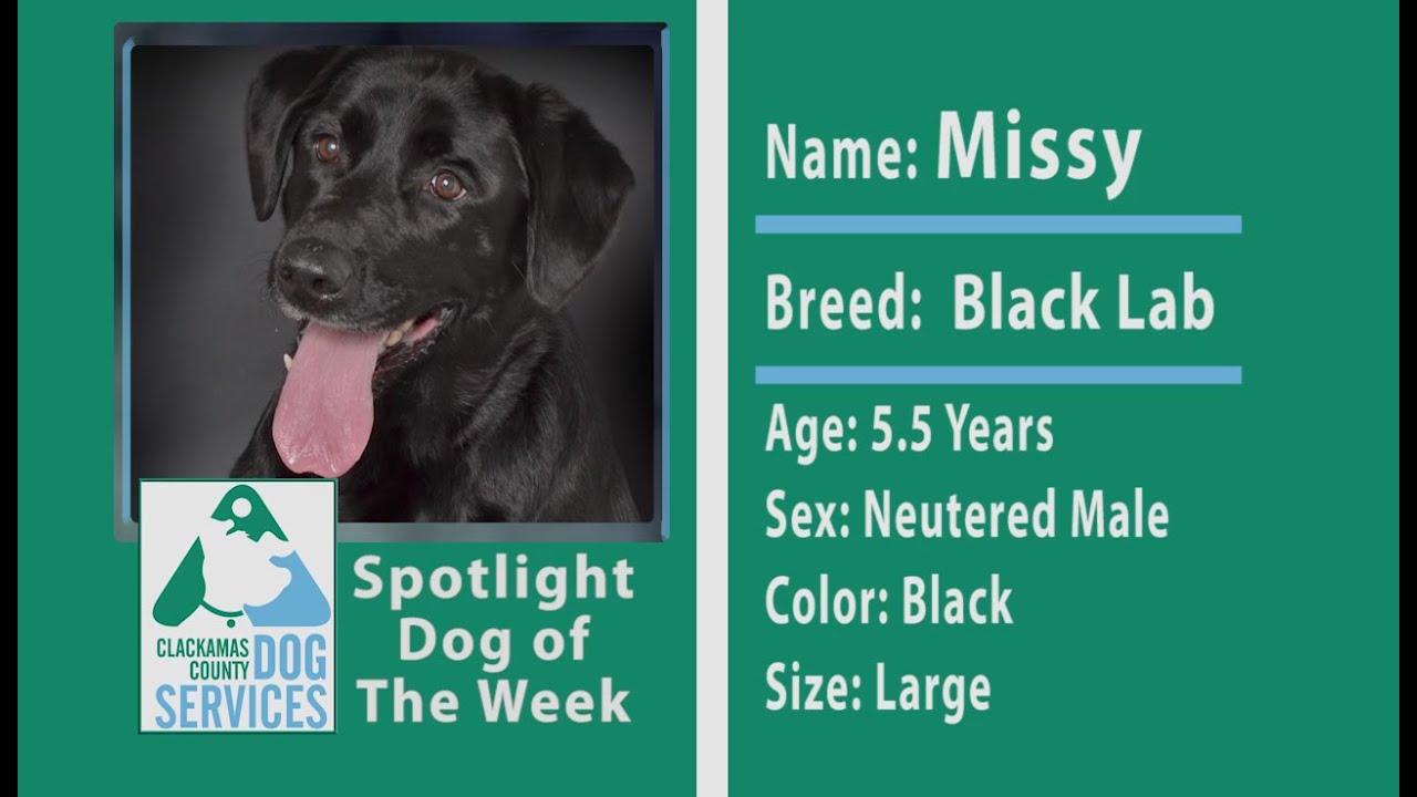 oregon dmv Dog of the Week - Missy