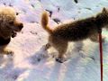 Rusty harvey buster in the snow