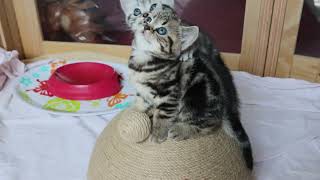 Gryffindors Golden Selma Und Silver Suki