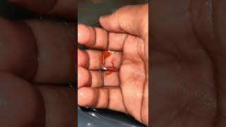 Limited Pairs Only Available