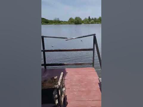Гніздо ластівки. - YouTube