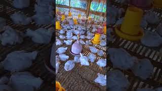 Download Lagu ayam potong #dj #cover #video #viral #song MP3 Download Lagu ayam potong #dj #cover #video #viral #song MP3