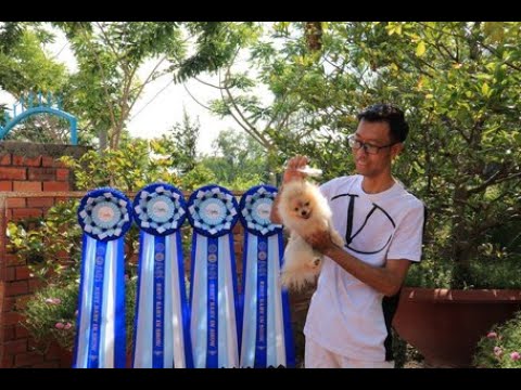 Báo Vĩnh Long | Nuôi chó cảnh- thú chơi lắm công phu