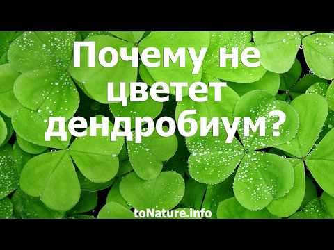 Почему не цветет дендробиум?