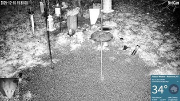 Redbirds and Rodents