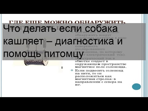 Что делать если собака кашляет – диагностика и помощь питомцу