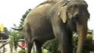 Elephant Named Maggie