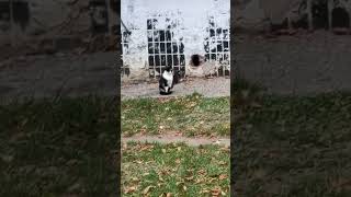 Котята маленькие ) #cats #cat #котофейка #оле7 #ластёна #кот #котик #животные