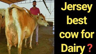 Best jersey in the world 2018? |Jersey is profitable for Dairy Farming|जर्सी नस्ल गाय