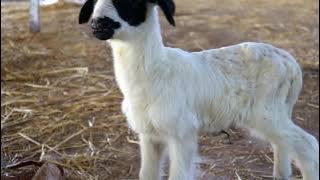 Download lagu The Secret to Making Your Heart Melt in Just 5 Minutes! #chsiosheep