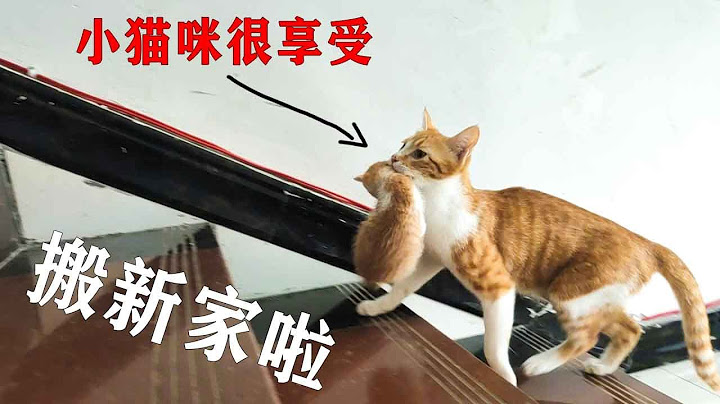 農村貓媽媽叼著孩子去三樓討好主人，來回跑了6趟，結果被主人一窩端了The mother cat held her child and ran back and forth 6 times - 天天要聞
