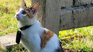 The cat punishes the kitten while she is scratching the window for getting out