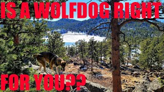 Wolfdogs, Are They Right for You?