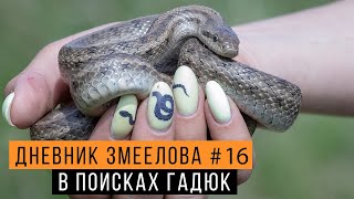 В поисках гадюк  — Дневник змеелова #16 / Змеелов - ученый