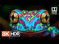 High Quality 8K 4K HDR VIDEO ULTRA HD 240 FPS 120 FPS 60FPS Dolby Vision For Your HDR 4K 8K 12K TV