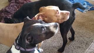 A Furever Home for Cai
