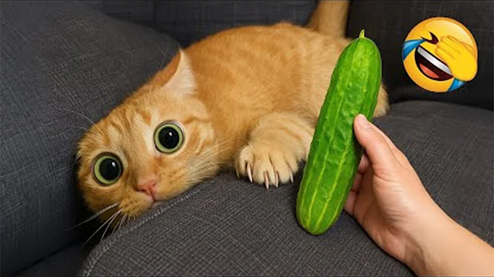 Watch the video about New Funny Cat and Dog Videos 😹🐶 Hilarious Cats and Dogs Moments 2025😼🐶