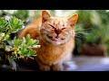 Самые смешные видео приколы с животными! Видео с котиками и собаками 2022 №9