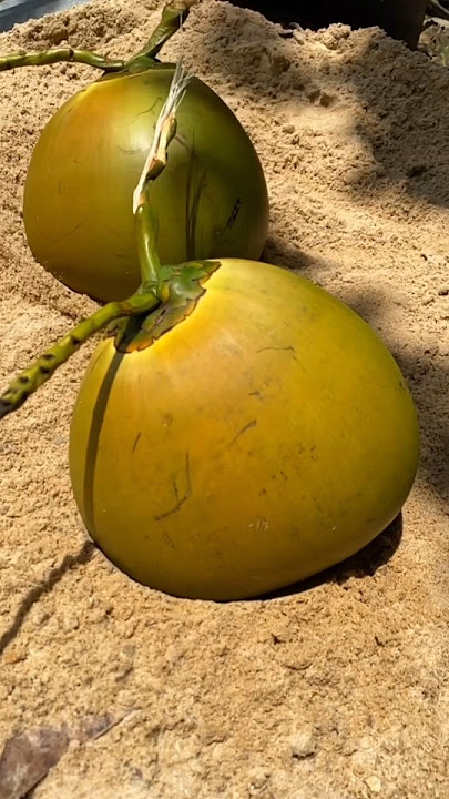 best brown coconut's water #fresh