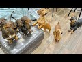 One Half Hour Enjoyable time with Sausage dogs puppies funny videos compilation , Playful Dachshund