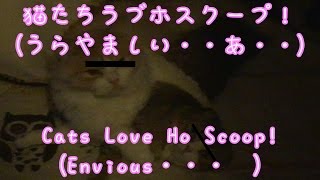 レイとあいラブホスクープ【かわいい子猫のおもしろい動画】・Rei and Ai Love Hob Scoop 【Cute kittens' funny video】 レイとあいラブホスクープ【かわいい子猫のおもしろい動画】・Rei and Ai Love Hob Scoop 【Cute kittens' funny video】
