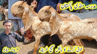 madrasa mandi Pakistan makhi cheene bakre makhi cheene bache makhi cheena breed goats