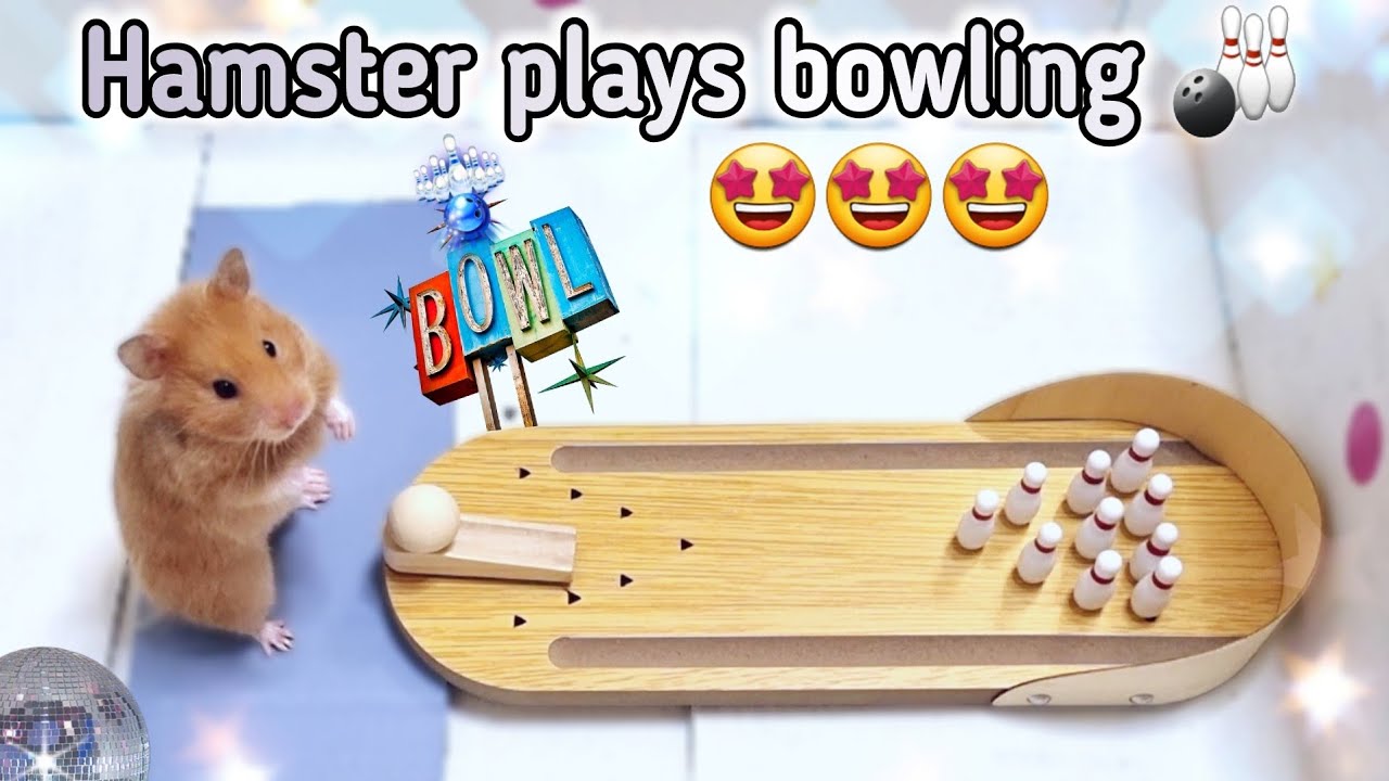 Hamster Plays Bowling 🎳🤩 The Cutest Animal Videos You'll Ever See YouTube
