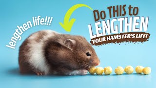 10 Tips to Make Your Hamster Live Longer  Do THIS to Lengthen Your Hamster's Life