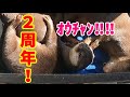 桜ちゃん、ハマスイ2周年記念！【コツメカワウソ】