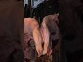 meat cutting awesome #viral #foryou #shorts #shortvideo #viralvideo