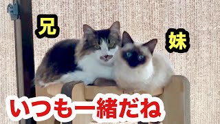 ひとりぼっちで保護された子猫も優しい兄猫が面倒見てくれてます