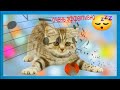 🐱расслабляющая музыка для кошек 💤 очень эффективно для сна, успокаивает беспокойную кошку &quot;RUмузыка&quot;