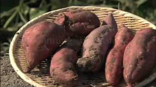 野菜中継　和歌山「サツマイモ（ベニアズマ）」sweet potato