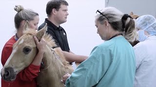 Iowa State University Equine and Farm Animal Hospital