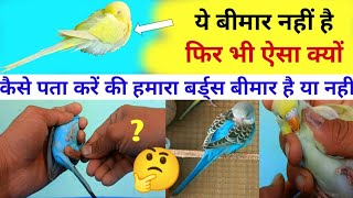 Identification of all diseases of birds | बजरी तोते सुस्त क्यों बैठते हैं | बर्ड्स बीमार है या नहीं? screenshot 5