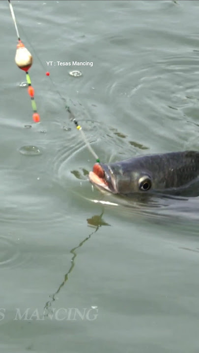 didn't expect to catch a tilapia this big #fishing #fishing #viralshorts #shortvideo