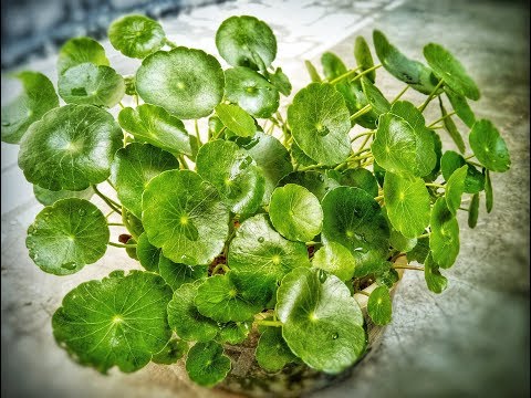 Βίντεο: Τι είναι το Whorled Pennywort: Πληροφορίες για τα φυτά Whorled Pennywort